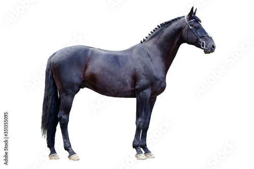 Trakehner black stallion isolated on white