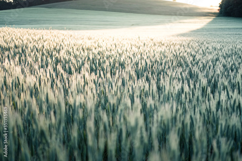 Germany, Bavaria, Berg, Rye (Secale cereale)?field at dawn
