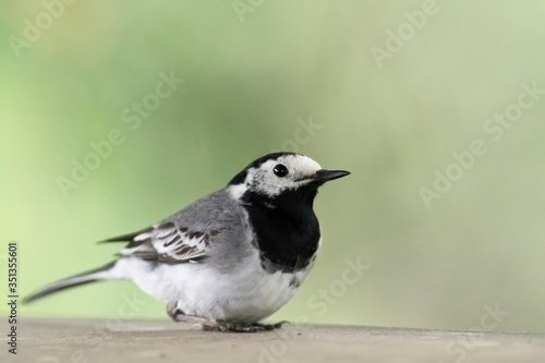 Germany, Portrait of white wagtail (Motacilla alba) standing outdoors photo