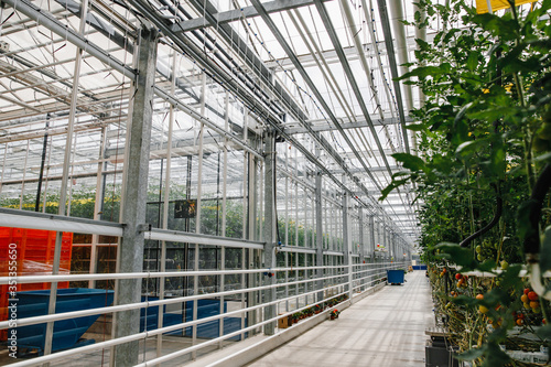 greenhouse with tomatoes