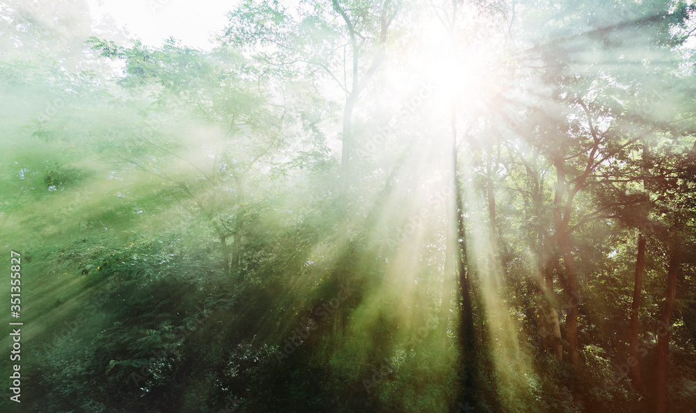 Germany, Sunrays in foggy forest Germany, Sunrays in foggy forest