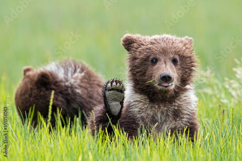 USA, Alaska, Lake Clark National Park and Preserve, Brown bear cubs (Ursus arctos)