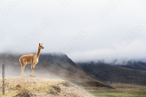 Ecuador, Chimborazo, vicuna standing on a hill photo