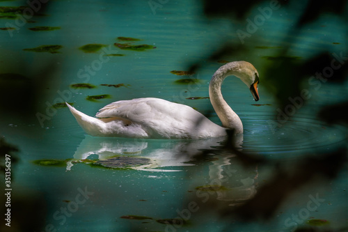 Close up of swan seen through foliage swimming on colourful  lake with yellow algae in Wiltshire  UKin Wiltshire  UK