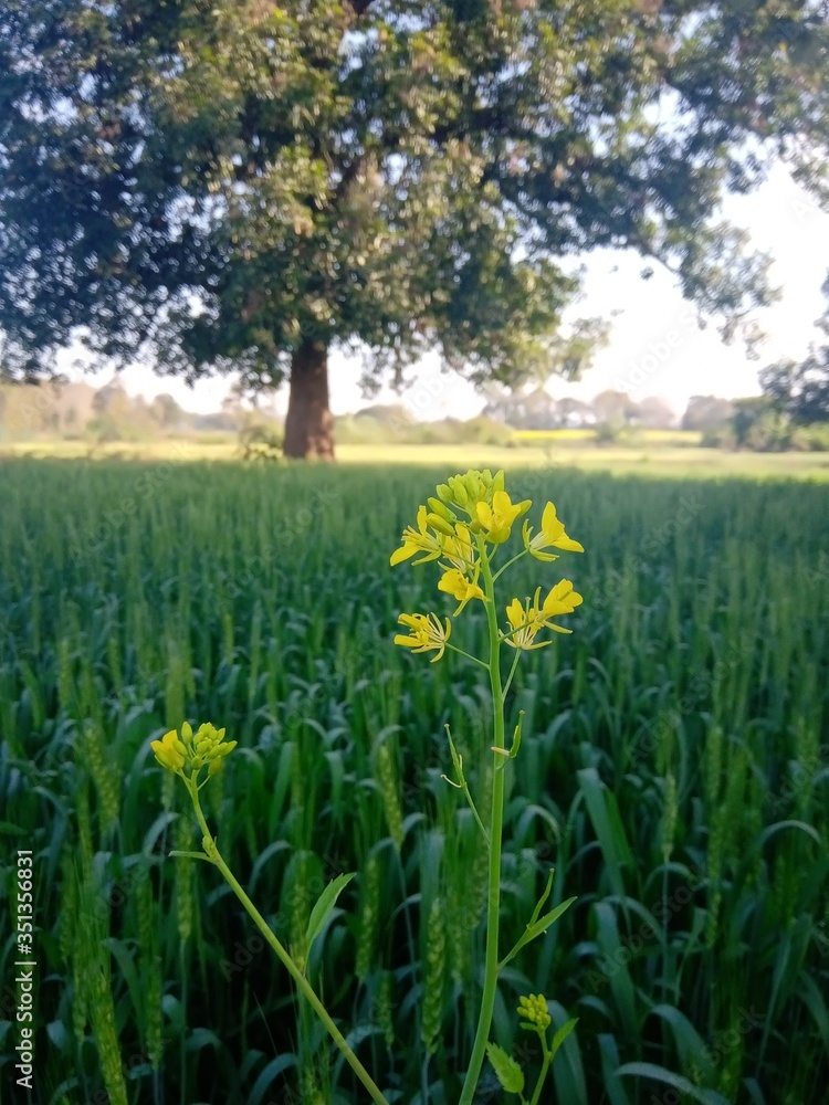 the beautiful indian farm and wheat plants