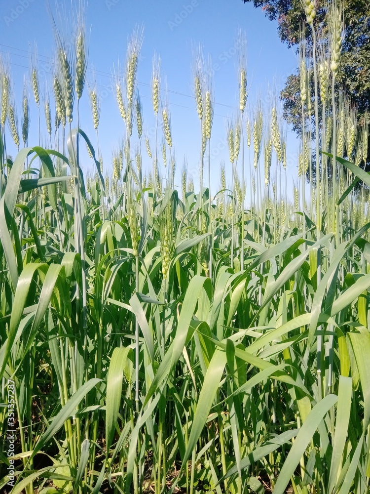 Obraz premium the green wheat plant and farm 