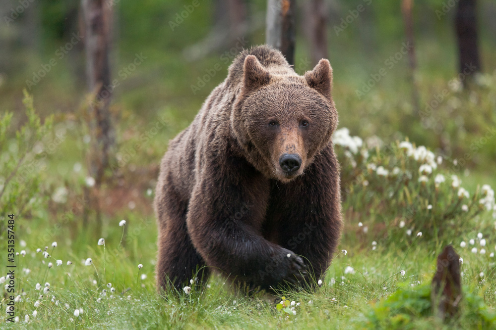 Finland, Kuhmo, brown bear at Kainuu Finland, Kuhmo, brown bear at Kainuu