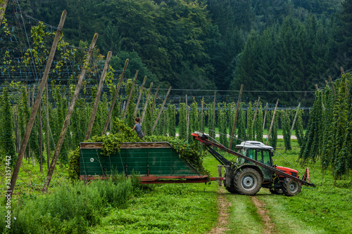 Germany, Bavaria, Attenhofen, hop harvest