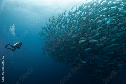 Costa Rica, Cocos Island, female diver opposite to a school of snappers