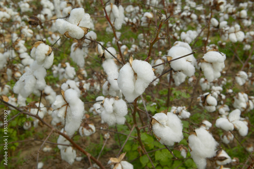 Close-up of cotton plants in field Close-up of cotton plants in field