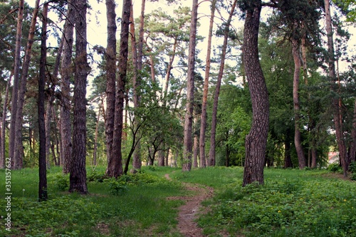 trees in the forest footpath in the pine © Irik