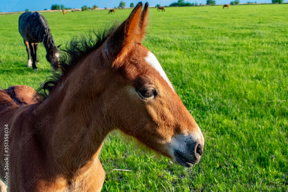 Horses in the steppes of the don Horses in the steppes of the don