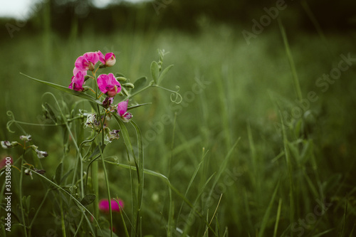 Blooming peas in the don steppe photo