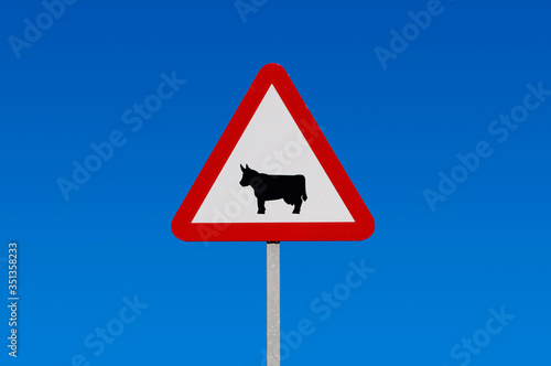  Cattle crossing signal, Triangular road sign warning beware of cattle crossing on roadside