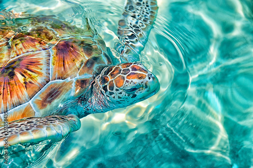 Fotografie Close-up of green sea turtle swimming in sea