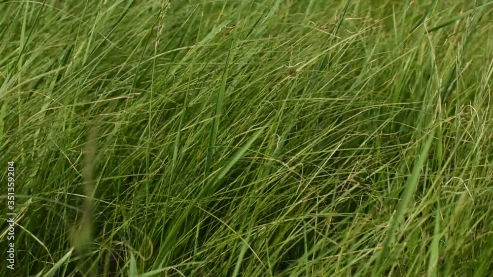 Close-up of fresh thick grass swaying. Close-up of fresh thick grass swaying.