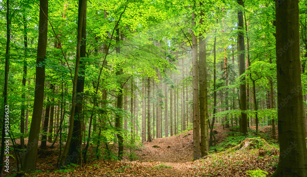 Fototapeta premium Silent Forest in spring with beautiful bright sun rays