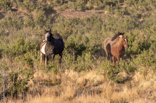 Herd of Wild Horses in Spring inthe Utah Desert