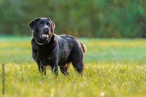 Black Labrador Retriever on meadow