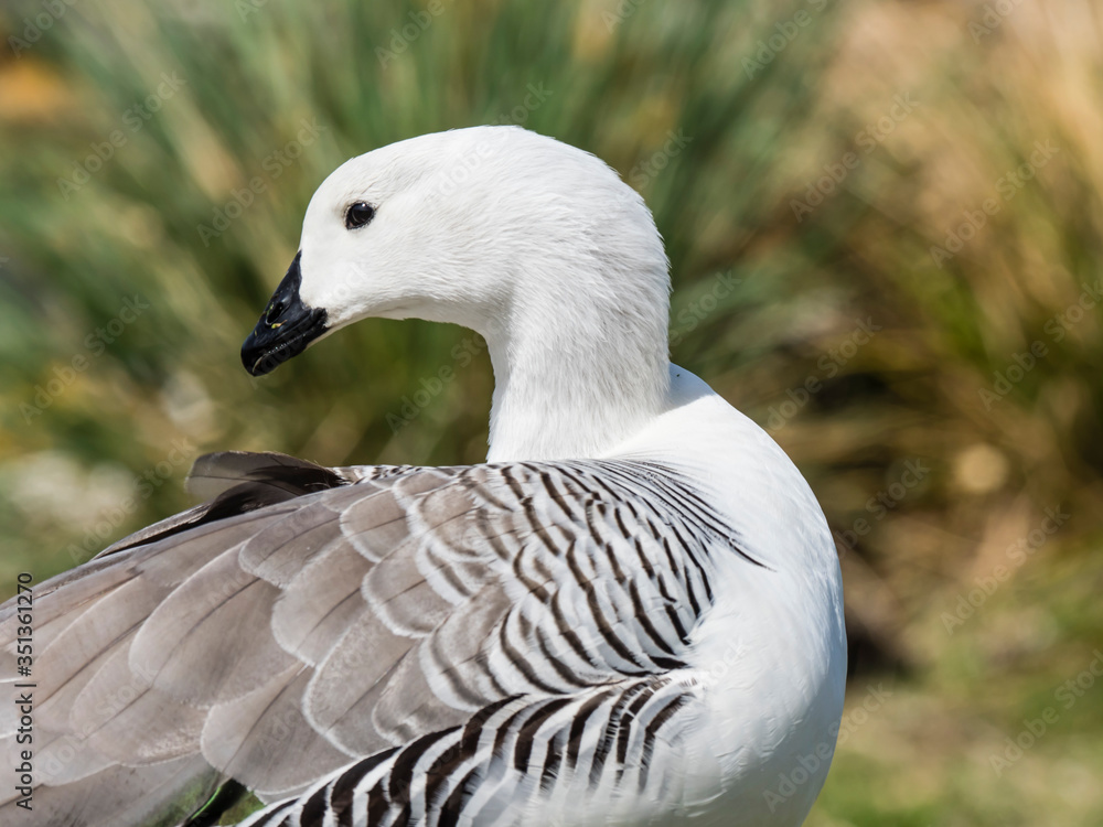 An adult male upland goose (Chloephaga picta), on Carcass Island, Falkland Islands, South America An adult male upland goose (Chloephaga picta), on Carcass Island, Falkland Islands, South America