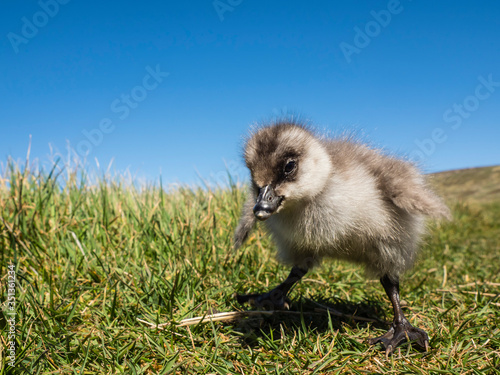 Upland goose gosling (Chloephaga picta) on New Island, Falkland Islands, South America
