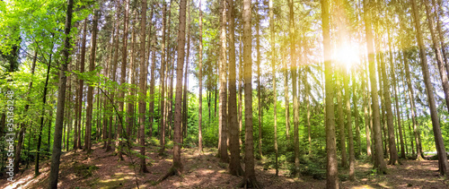 Panoramic view to forest with trunks of fir and pine tree mixed with oak and beech tree in bavarian mountains near german Alps with summer sunlight  Bavaria Germany