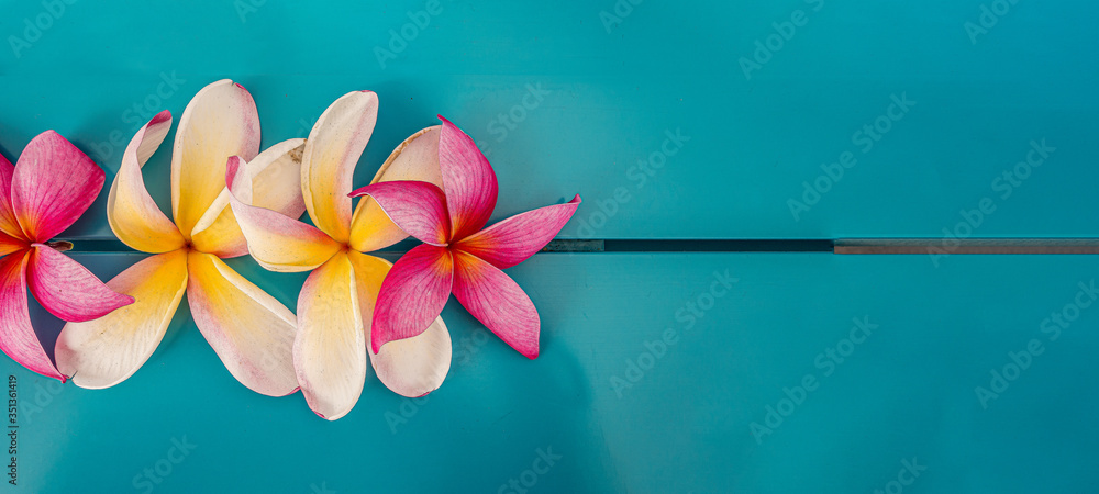 Plumeria or Plumaria flowers with blue background