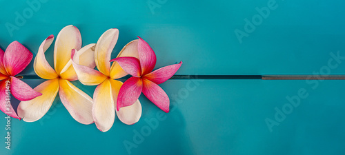 Fotografie Plumeria or Plumaria flowers with blue background