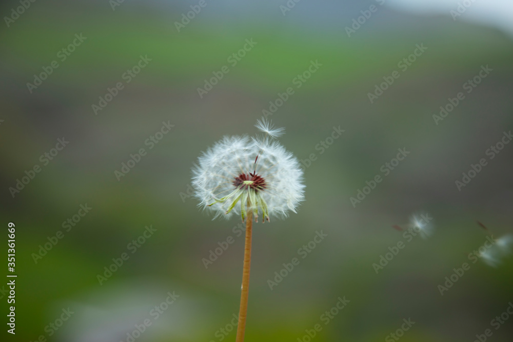 Fototapeta dandelion in the nature