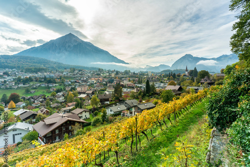 Vines in a row surrounding Spiez with mountains in background, canton of Bern, Switzerland, Europe photo