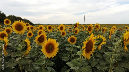 Sunflowers1