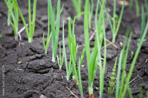 Organic onion growing in the garden