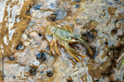 young crayfish (Astacus astacus) sitting in shallow water