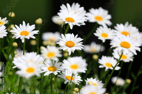 Daisy Flowers in Grayson, GA