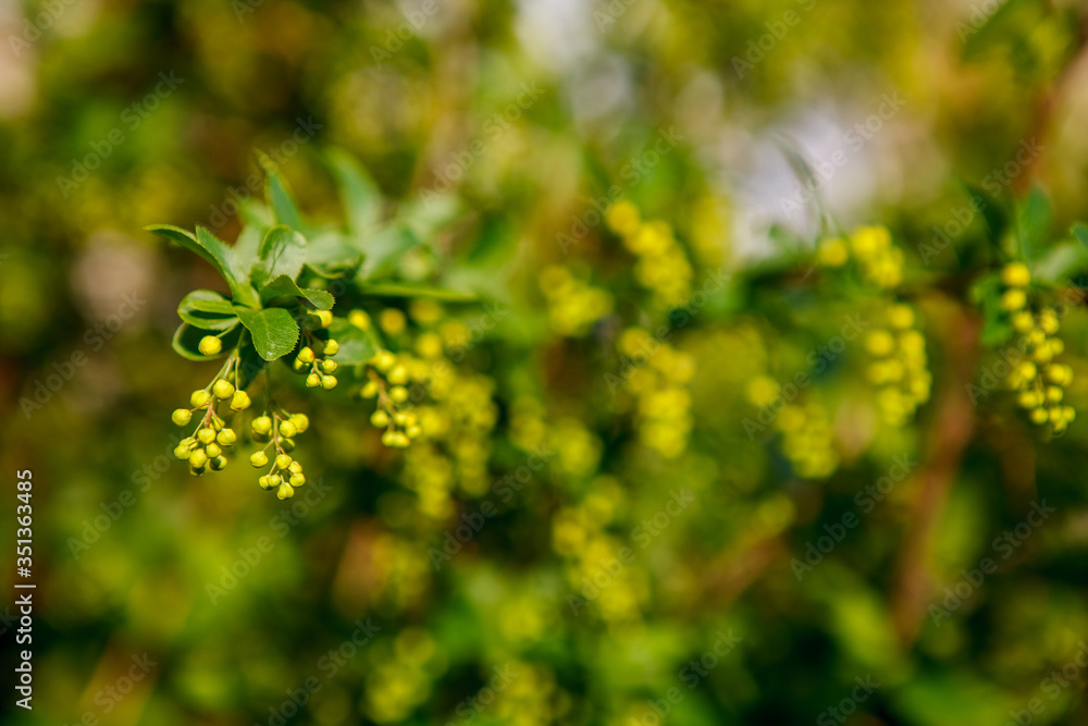 Fototapeta premium кусты,bushes,