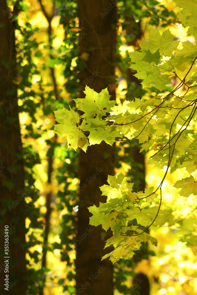 beleuchtete Blätter im Herbstwald beleuchtete Blätter im Herbstwald