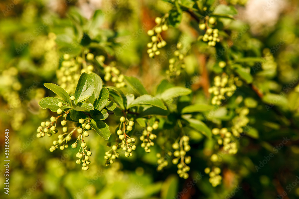 кусты,bushes, кусты,bushes,
