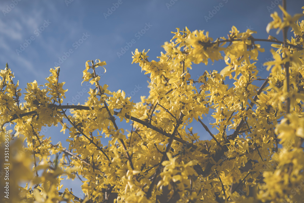 yellow flowers of forsythia yellow flowers of forsythia