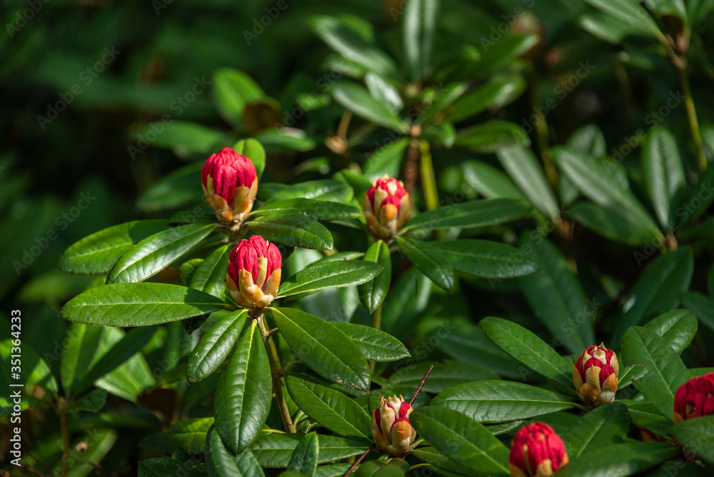 Red rhododendron buds just starting to bloom in a woodland garden
Red rhododendron buds just starting to bloom in a woodland garden