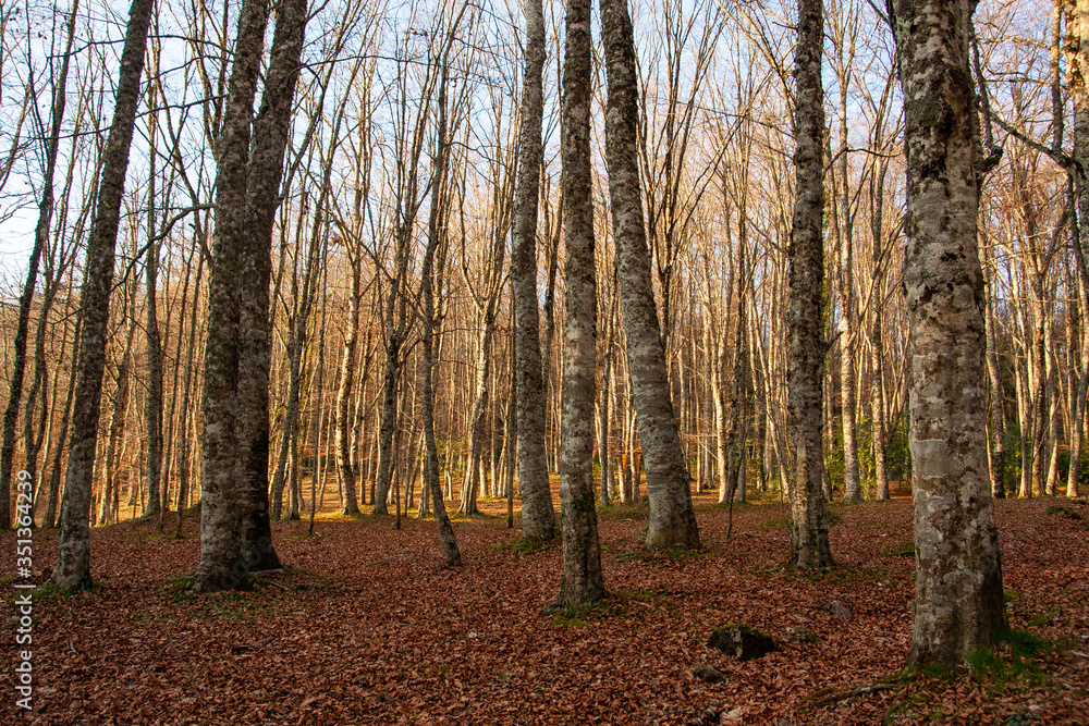 Autumn landscapes in the Umbra forest within the Gargano National Park