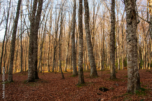 Autumn landscapes in the Umbra forest within the Gargano National Park