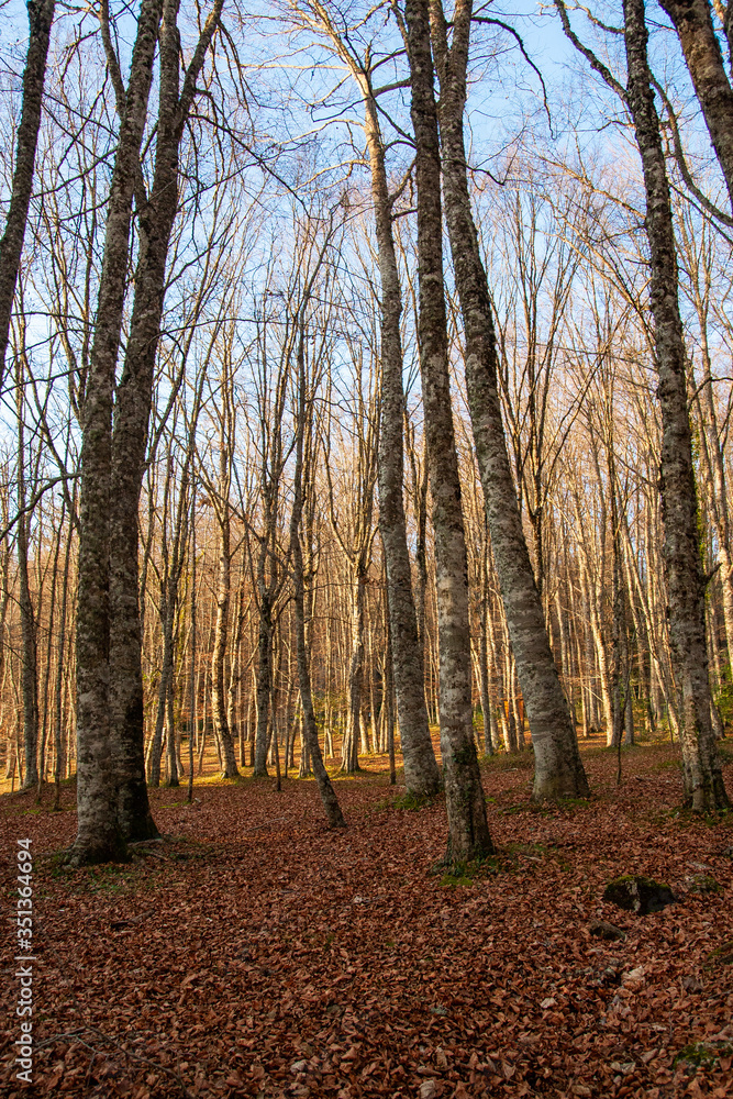 Autumn landscapes in the Umbra forest within the Gargano National Park Autumn landscapes in the Umbra forest within the Gargano National Park