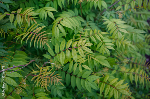 кусты,bushes,