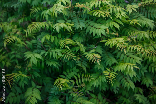 кусты,bushes,tree, green, nature, plant, pine, branch, fern, forest, fir, christmas, leaf, coniferous, needle, needles, evergreen, spring, summer, bush, texture, backgrounds, spruce, flora, natural, 
