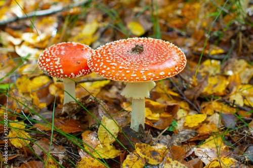 Red Amanita Muscaria fungus macro close up in natural environment. Toxic and hallucinogen mushroom Fly Agaric in grass on autumn forest background. Natural fall landscape with poisonous mushroom.