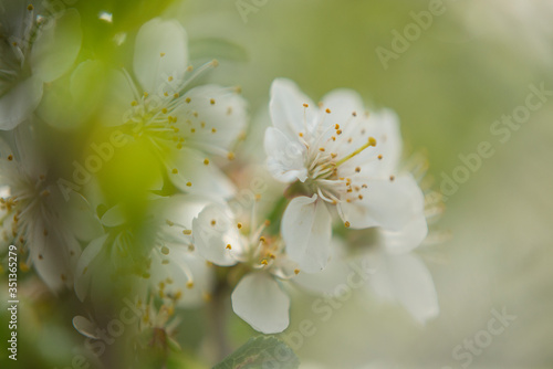 apple tree blossom