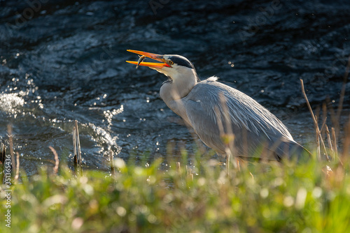 great blue heron