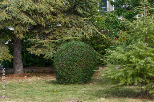 Trimmed Laurus bush between Cedar and Fir trees.