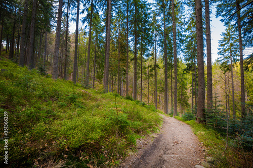 Fototapeta Naklejka Na Ścianę i Meble -  Spring trekking Beskidy Rysianka Romanka