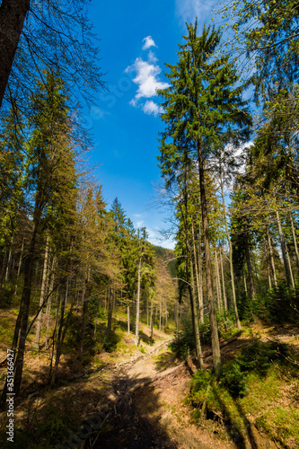 Fototapeta Naklejka Na Ścianę i Meble -  Spring trekking Beskidy Rysianka Romanka